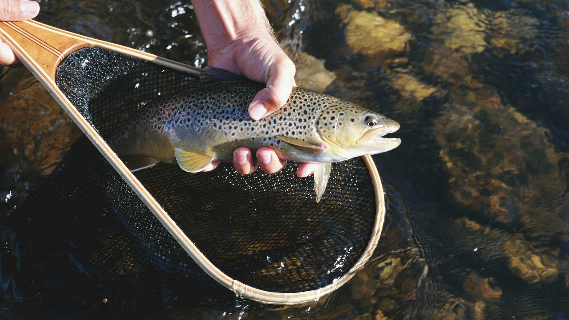 Holtjørnlon, fiske, Skeikampen